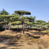 批發高檔別墅小區 精品黑松造型 黑松造型樹 造型油松大樹 可盆栽