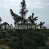 批發濕地松樹苗 濕地松大小苗造林綠化松柏苗木 抗旱又耐勞、耐瘠