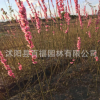 花灌木基地批發 綠葉碧桃苗 碧桃小樹苗 花桃小苗 顏色規格齊全