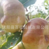 果樹苗基地批發 潘棗苗 好成活 南北方種植 棗子苗 棗樹苗新品種