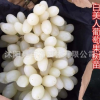 白美人葡萄苗批發 白色葡萄新品種盆栽地栽葡萄果樹苗 中晚熟品種