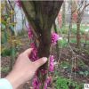 單桿紫荊樹苗 基地直銷 批發價格 觀賞花灌木 園林綠化苗木品種