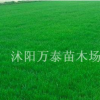 百慕大草坪價格，出售百慕大草坪，出售優(yōu)質百慕大草坪