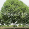 白蠟樹苗供應，宿遷白蠟樹苗批發(fā)，優(yōu)質白蠟樹苗，白蠟樹苗價格