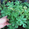 驅蚊草苗 驅蚊草盆栽 凈化空氣提神植物 驅蚊蟲
