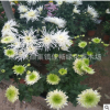 菊花盆栽花卉 菊花苗千頭菊花 金絲菊 綠色菊花批發