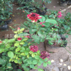 流星雨月季花 批發月季花苗 觀賞庭院盆栽花卉 月季花工程花苗