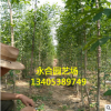 基地直銷(xiāo)優(yōu)質(zhì)絲綿木 一手貨源 成活率高