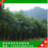 苗圃直銷(xiāo)優(yōu)質(zhì)七葉樹(shù) 大規(guī)格一級(jí)七葉樹(shù) 綠化風(fēng)景工程樹(shù)