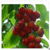 農(nóng)戶(hù)直銷(xiāo)櫻桃苗 岱紅櫻桃櫻桃苗