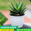 蘆薈 上海辦公室租賃 租擺室內綠化盆栽植物花卉盆景