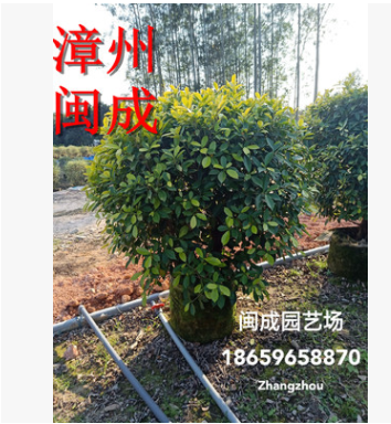 黃金榕球 金葉榕球 綠化苗木(90&#120;90) 福建漳州