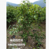 垂榕 小葉榕 綠化苗木(自然高1米-2.5米) 福建漳州