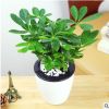 四季常青桌面綠植高鴨腳木 綠蘿發(fā)財樹室內(nèi)小盆栽凈化空氣