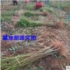批發(fā)嫁接4年桃樹苗當(dāng)年結(jié)果 水蜜桃適合南北方種植果樹大雅柑柑苗