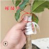 精品嫁接桂花樹苗盆栽四季桂金桂濃香型庭院室內植物盆景陽臺種植