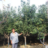 秋色如鑫園藝場出售各種苗木成活率