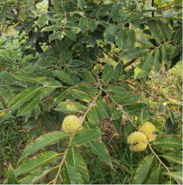園藝場直售板栗樹苗 嫁接果樹苗大紅袍栗子苗 果實甘甜可口板栗苗