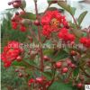 基地直銷紅火箭紫薇 各種易存活美化紅國(guó)旗紅紫薇 量大從優(yōu)