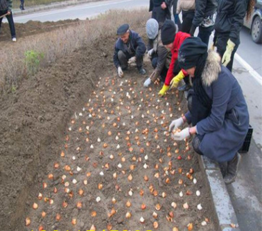 批發郁金香種球 荷蘭郁金香種球 室內盆栽種球花卉 水培土培