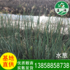 溫州 水生植物 水蔥 濕地綠化