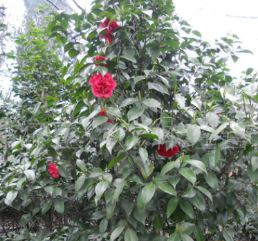 供應質優七芯紅花山茶3公分 品質優良