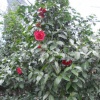 供應質優七芯紅花山茶3公分 品質優良