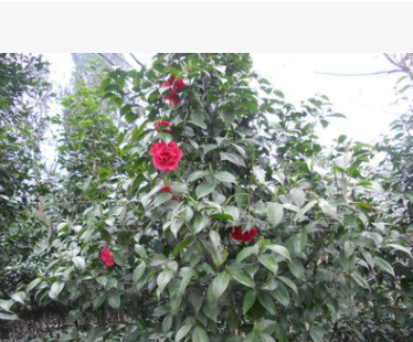 八月桂花樹苗 地徑一公分 桂花樹 桂花苗 金桂樹苗批發