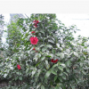 八月桂花樹苗 地徑一公分 桂花樹 桂花苗 金桂樹苗批發