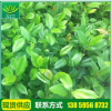 廠家供應(yīng) 精品綠色茶花苗 高檔茶花苗 正黃旗 各種茶花花苗批發(fā)