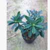 專業(yè)供應 室內高檔盆栽綠植花卉 帶花苞瑞香 盆栽帶花苞