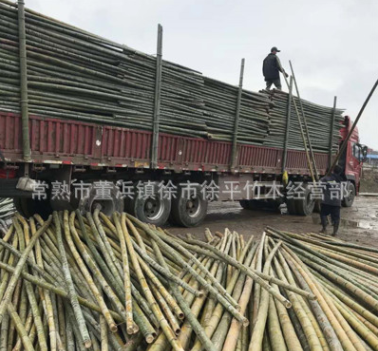 自產自銷毛竹綠化毛竹支撐 竹子 桿建筑搭架子毛竹樹木毛竹支撐架