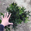 觀花多肉植物室內(nèi)盆栽耐陰花卉綠植 四季山茶花