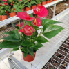 室內(nèi)高檔盆栽四季開花植物安祖花（A130）紅成功
