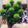 高檔小盆栽花卉觀花植物工程時(shí)花 帶花帶苞