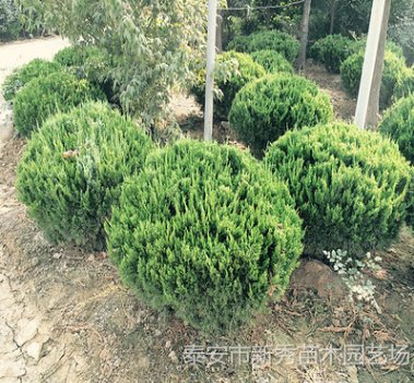 泰安龍柏球 高桿龍柏球80-150公分 規格齊全