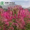 批發優質草花醉蝶花花卉種子景觀花海工程園林綠化用蜘蛛花種籽