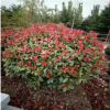 紅葉石楠 紅葉石楠球 80-100公分高 獨(dú)桿精品 四季常青樹