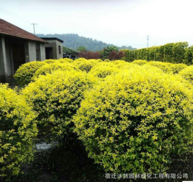 基地工程綠化苗直銷 金禾女貞球樹苗 庭院園林綠化金禾女貞球苗