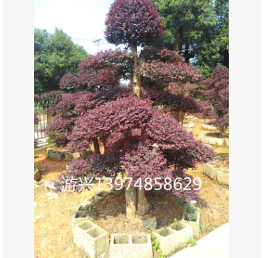 大量供應造型紅桎木樹樁盆景 榆樹盆景 羅漢松盆景各種花樹造型樹