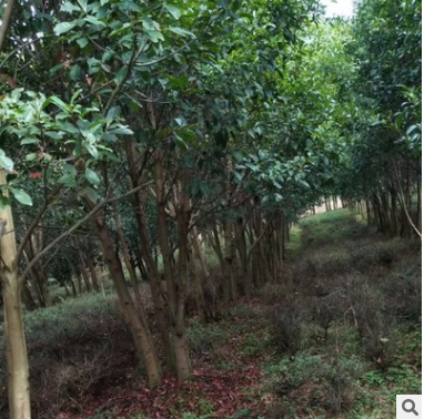 批發10-25cm從生杜英 精品杜英 優質綠化苗木杜英樹