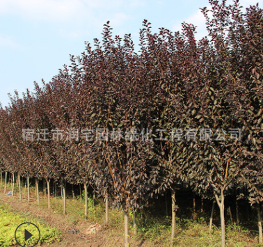 紅葉李樹苗批發彩色綠化苗木行道綠植紅葉李風景樹速生紫葉李樹苗
