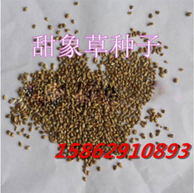 進(jìn)口優(yōu)質(zhì)牧草草籽 甜象草種子 動(dòng)物牧草 高效經(jīng)濟(jì)作物