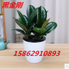 黑金剛 橡皮樹綠植盆栽客廳室內(nèi)陽臺植物辦公室盆景大葉四季常青