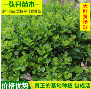 基地直銷 大葉黃楊球 園林綠化苗木 大葉黃楊球規格齊全