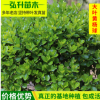 基地直銷 大葉黃楊球 園林綠化苗木 大葉黃楊球規格齊全