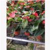 大紅色，盆栽紅掌，4-6枝花，花農直銷，紅掌