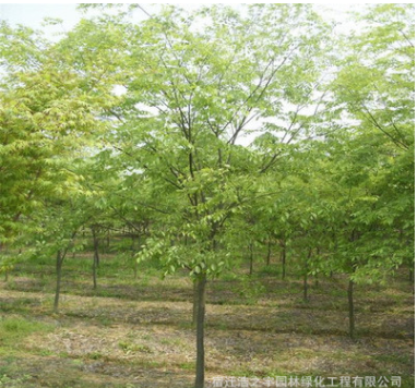 基地批發(fā)櫸樹(shù) 紅櫸樹(shù) 白櫸 青櫸樹(shù) 綠化樹(shù)木 規(guī)格多