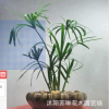 供應(yīng)水生植物 旱傘草 風(fēng)車草 水竹草盆栽 公園水體綠化 濕地綠化