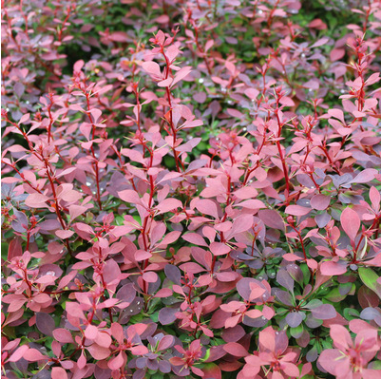 紫葉小檗床苗基地直銷 批發價格紅葉小檗花壇 花鏡